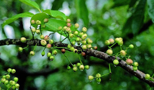 Lá vối và cách sử dụng